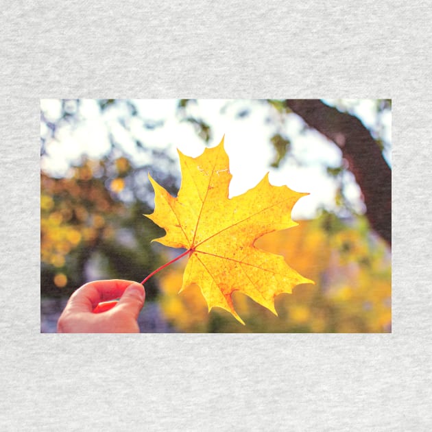 Hand holding golden yellow maple leaf by lena-maximova